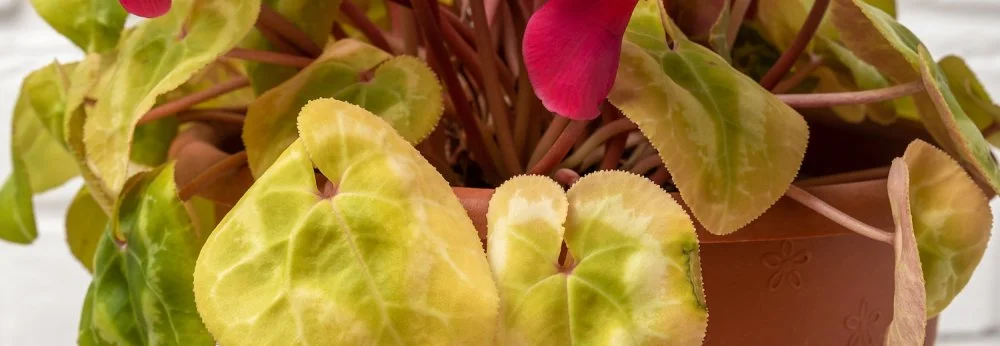 Ein Alpenveilchen im Topf mit welken, gelben Blättern und pinken Blüten.